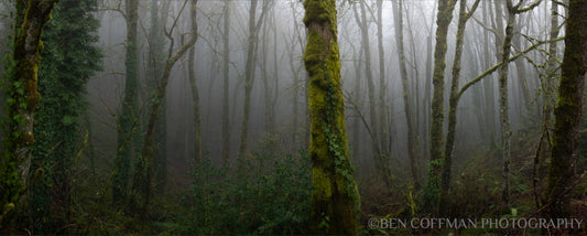 A jpg of the photograph titled "Forest Park Ferngully" shot by landscape photographer Ben Coffman, featuring a foggy mossy forest.