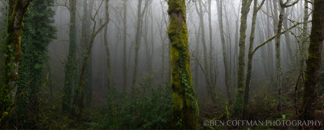 A jpg of the photograph titled "Forest Park Ferngully" shot by landscape photographer Ben Coffman, featuring a foggy mossy forest.