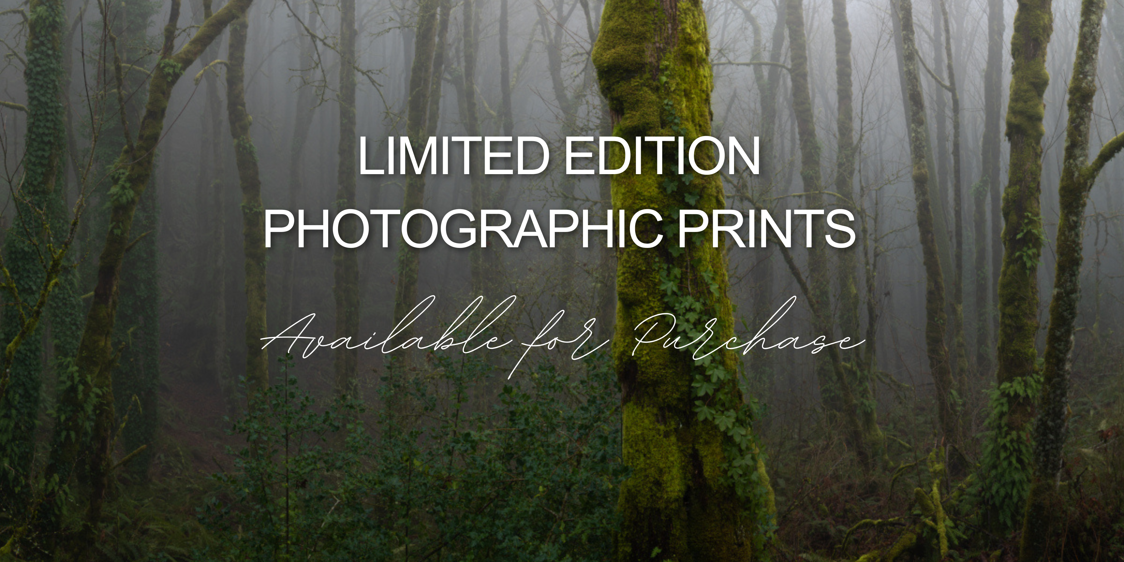 A banner image with background photograph titled "Forest Park Ferngully" by landscape photographer Ben Coffman and overlaying text that says "Limited Edition Photographic Prints Available for Purchase".