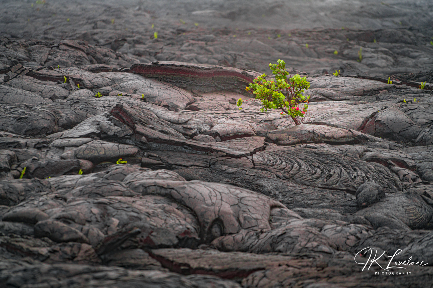 A png of the intimate landscape photograph titled, "Life in Lava" shot by landscape photographer J K Lovelace, featuring Big Island basalt and ohia lehua.