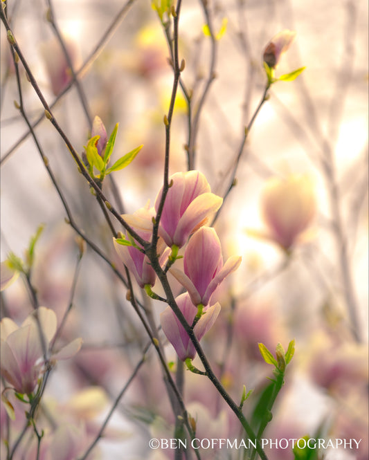 A jpg of the intimate vertical photograph titled "Magnolia Blooms in Spring, March 2020" shot by landscape photographer Ben Coffman, featuring a magnolia blossom glowing with the diffused lighting of sunset.