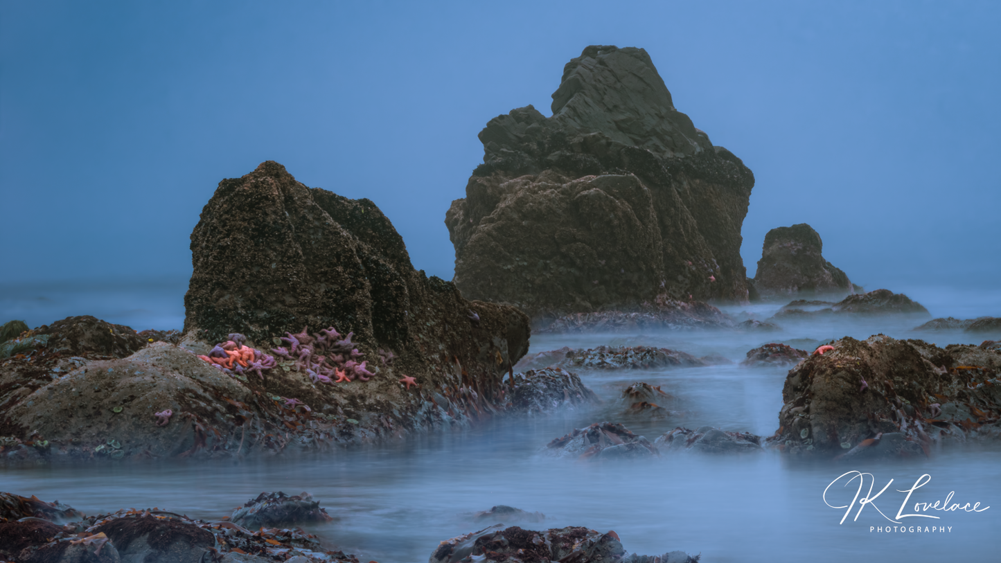 A png of the seascape photograph titled, "Seaing Stars" shot by landscape photographer J K Lovelace, featuring pink, orange, purple, and red starfish suctioned to coast boulders in Brookings, Oregon.