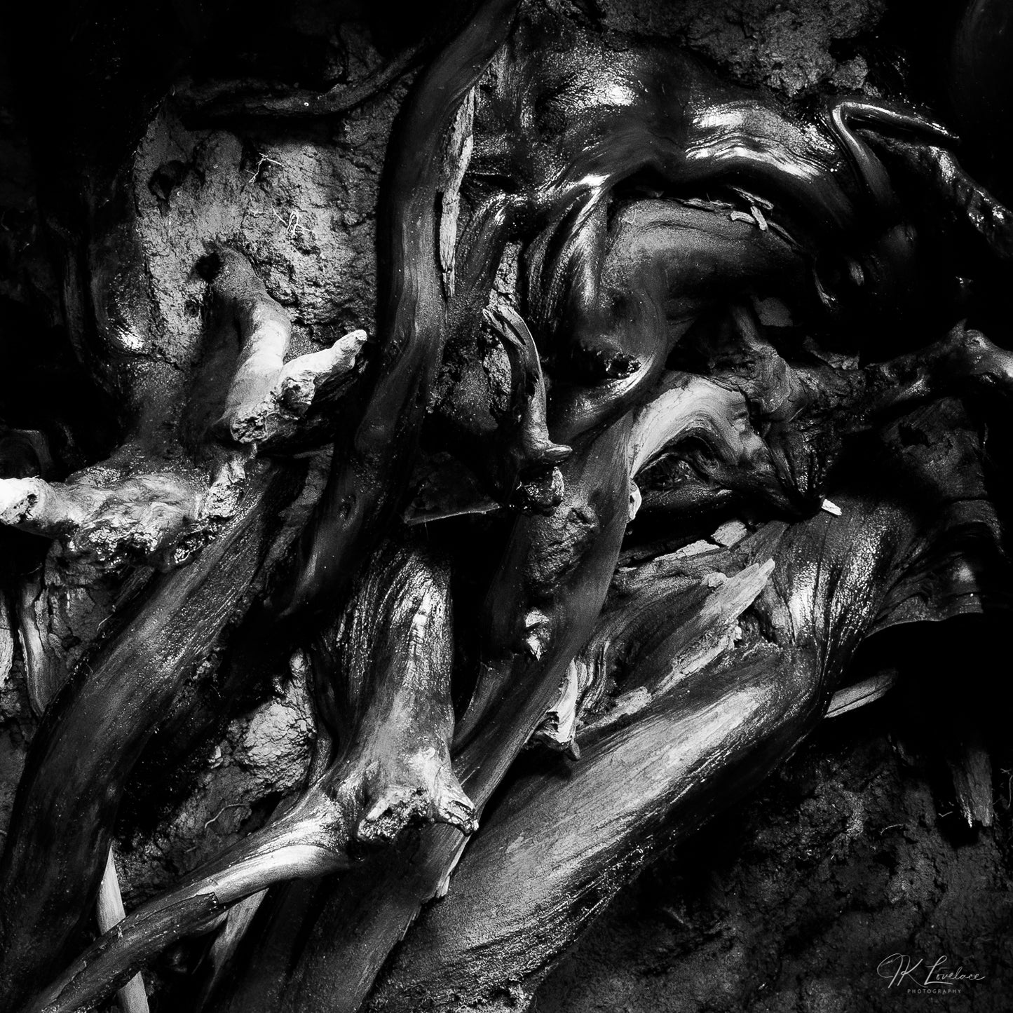 A jpg of the intimate black and white landscape photograph titled "Beneath the Garden of Earthly Delights" shot by landscape photographer J K Lovelace featuring Redwood roots