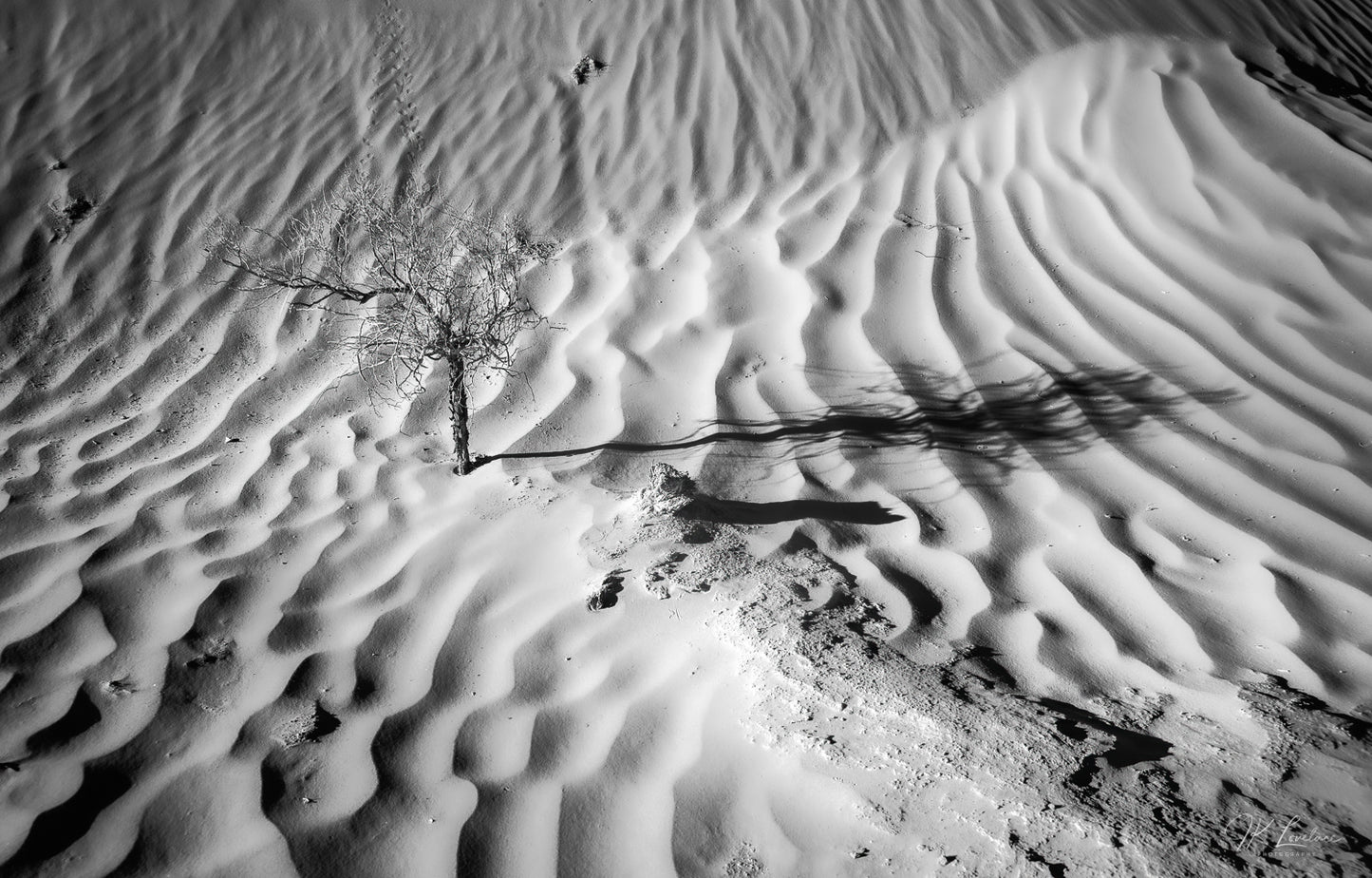 A jpg of the infrared black and white landscape photograph titled "Death in Dunes" shot by landscape photographer J K Lovelace featuring dune shadows that resemble zebra stripes