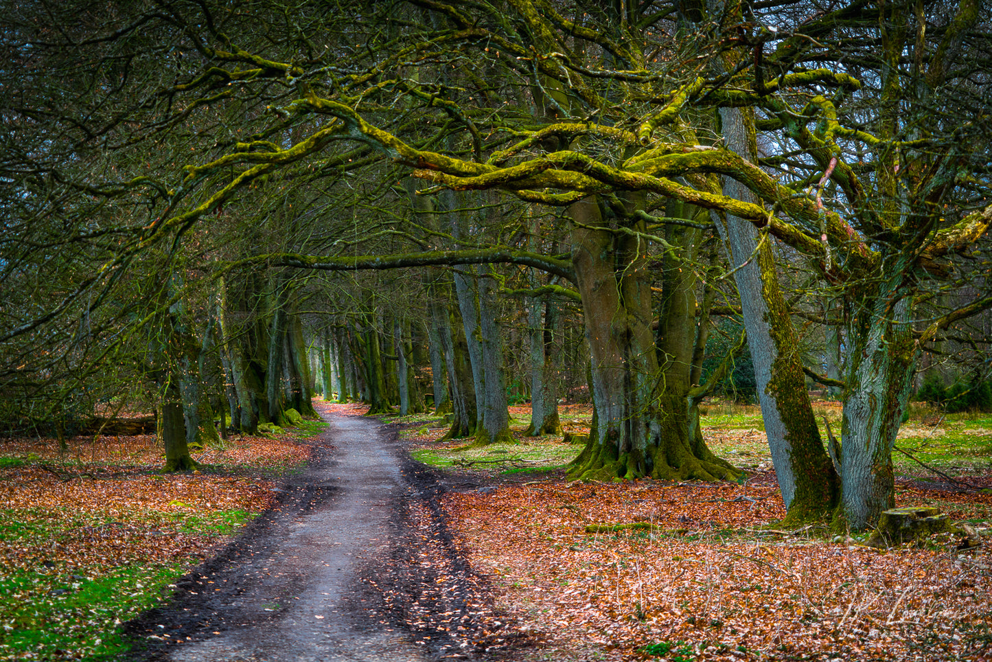 A jpg of the landscape photograph titled "To Grandmother's House" shot by landscape photographer J K Lovelace featuring Germany's magical and lush Lüneburger Heide, a large area of heath, geest, and woodland
