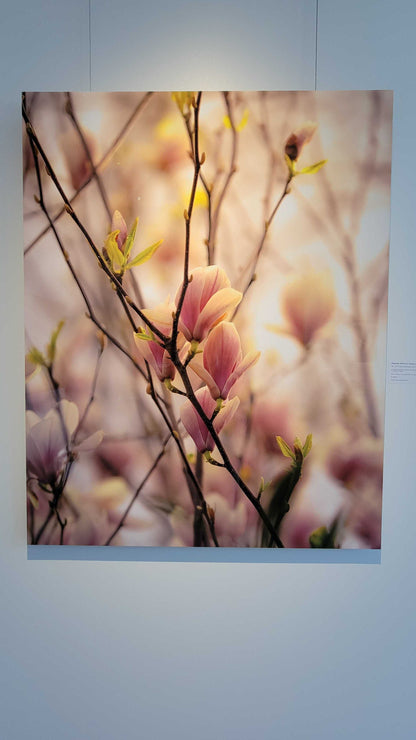 "Magnolia Blooms in Spring, March of 2020" - Limited Edition ChromaLuxe® Metal Wall Art 24" x 30"