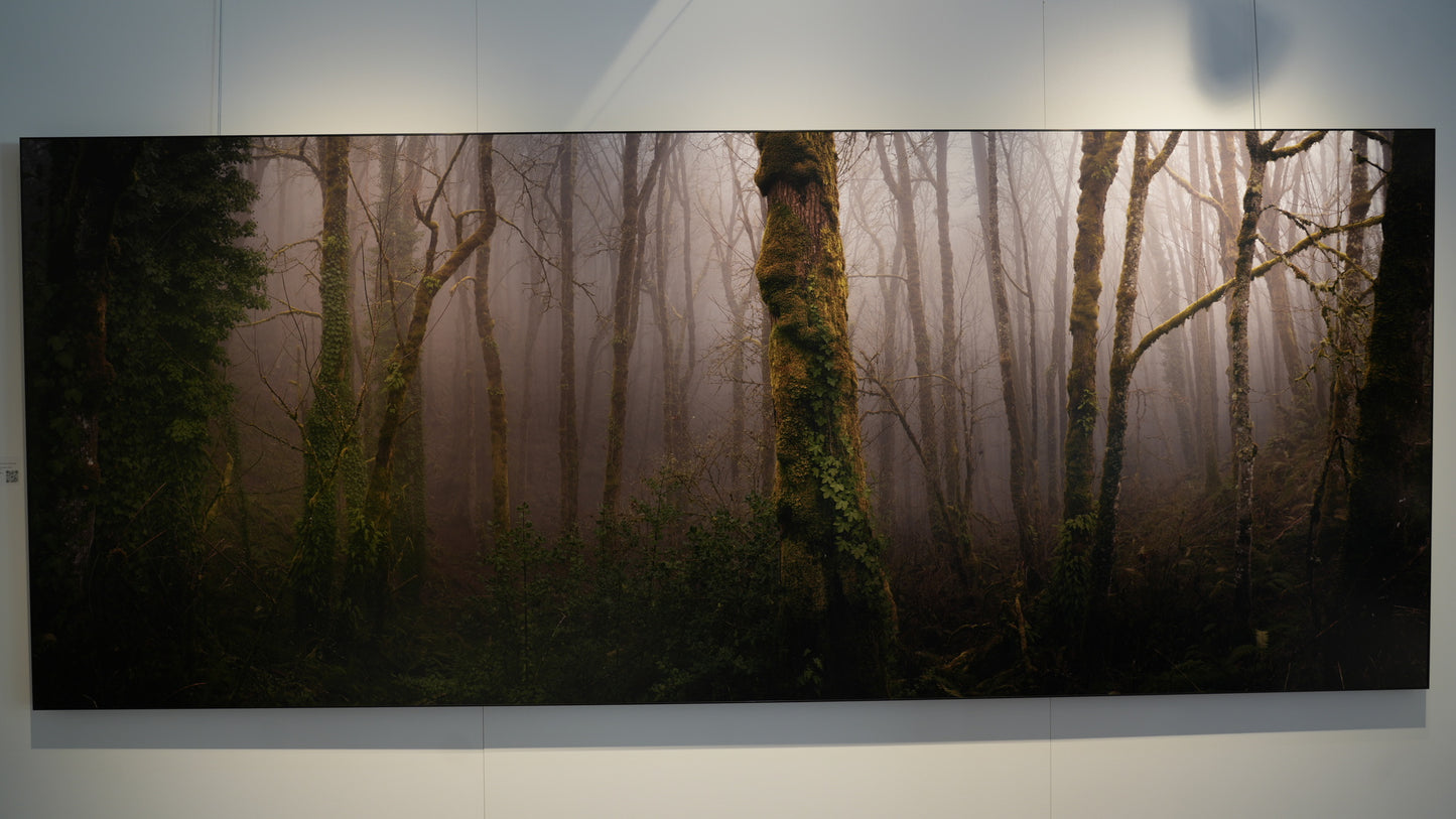 "Forest Park Ferngully" - Limited Edition ChromaLuxe® Metal Wall Art 96" x 38.4"