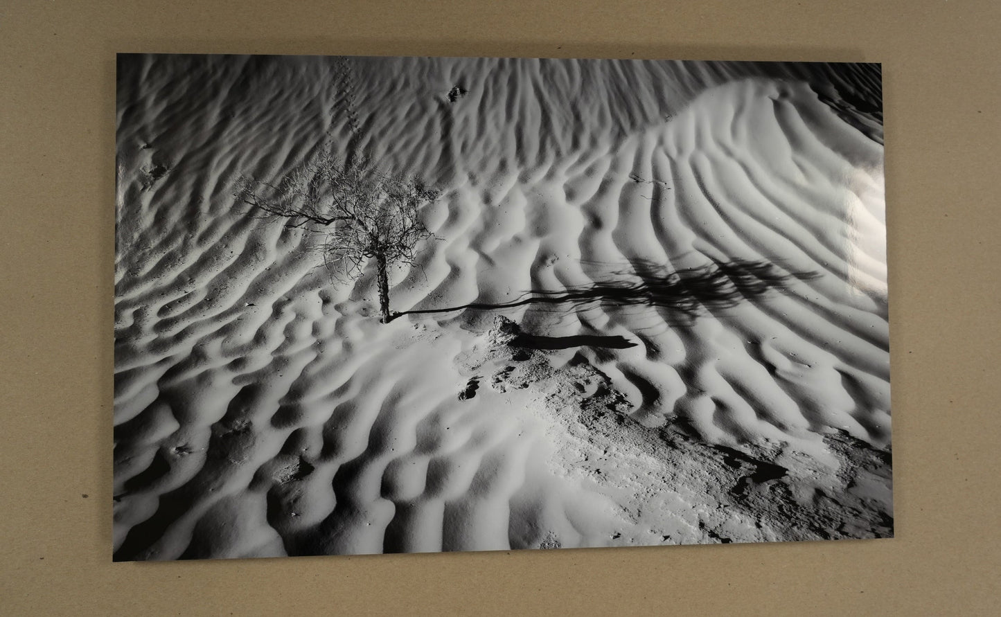Black and white photo of a tree in sand dunes with a beige border