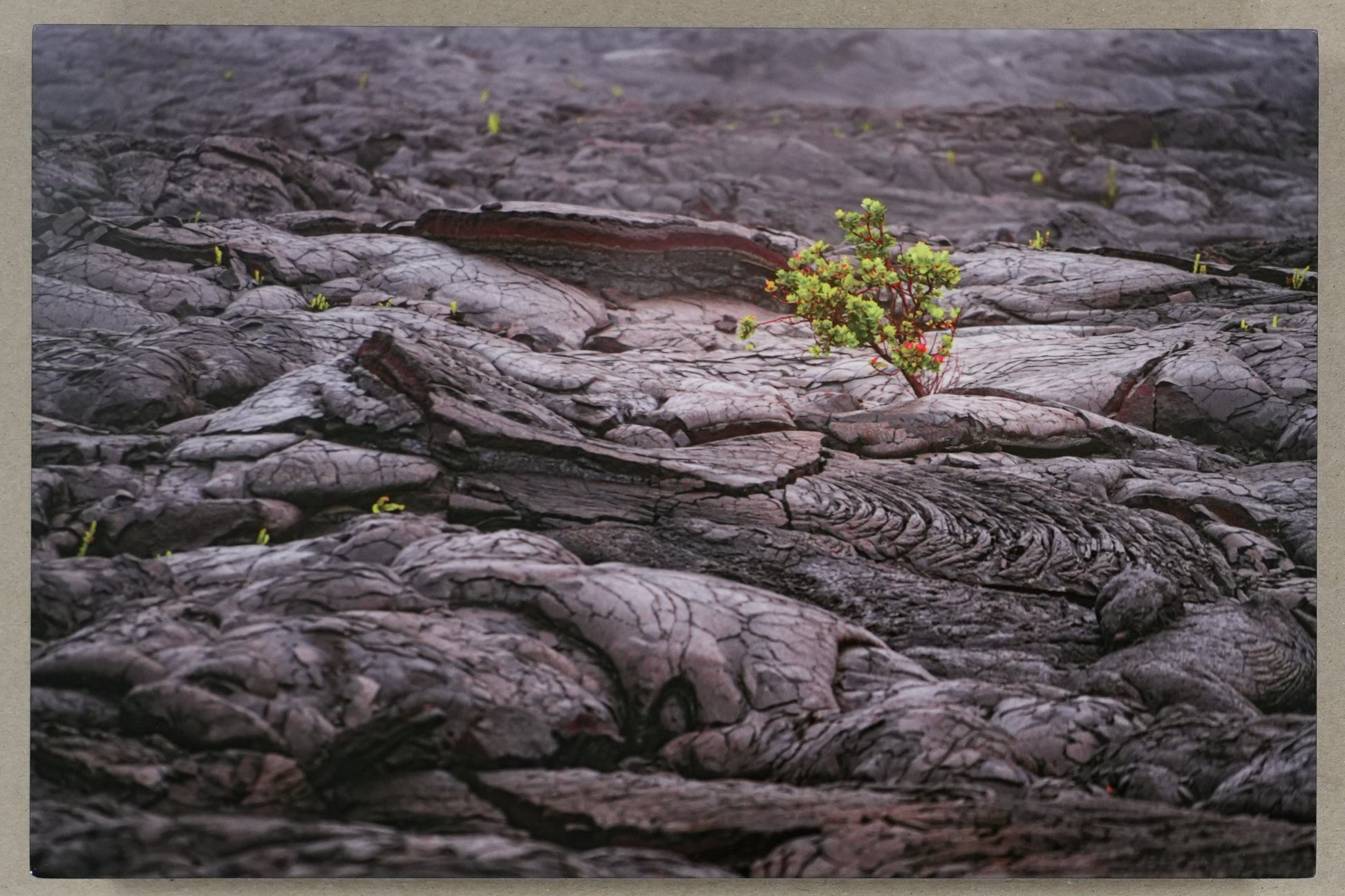 Print of a landscape with a plant on rocks, next to a ruler and scissors on a beige surface.