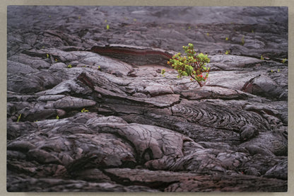 Print of a landscape with a plant on rocks, next to a ruler and scissors on a beige surface.
