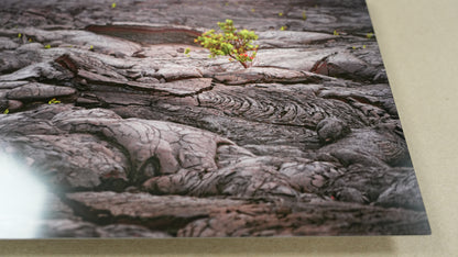 Close-up of a textured surface with a small plant growing on it