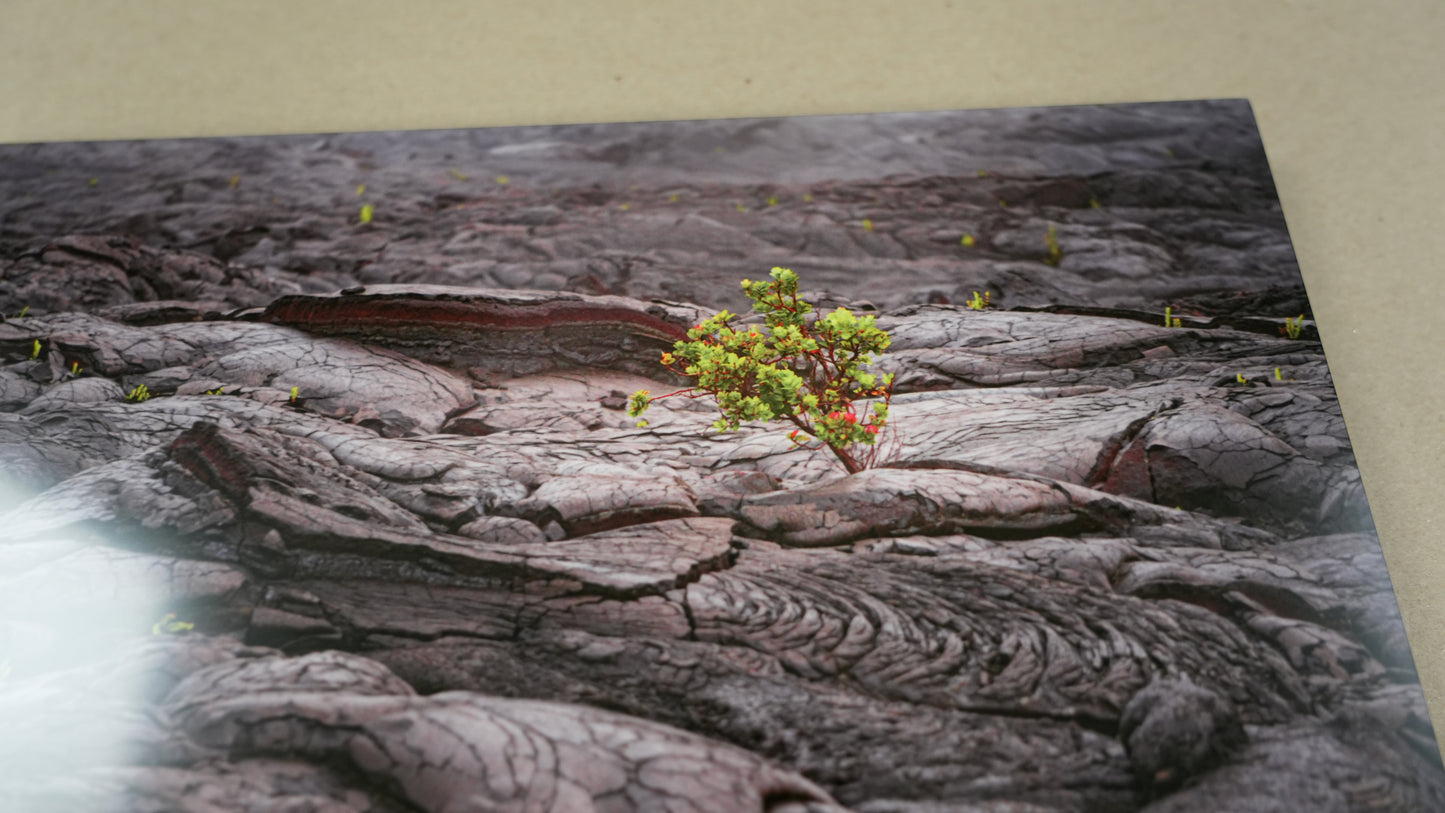 Small plant growing on a textured surface with a neutral background
