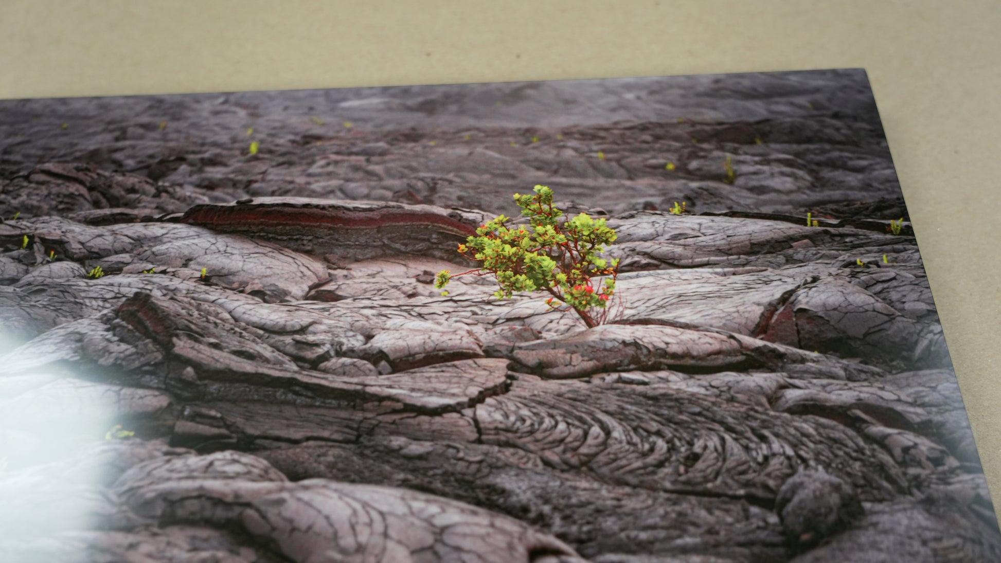 Small plant growing on a textured surface with a neutral background