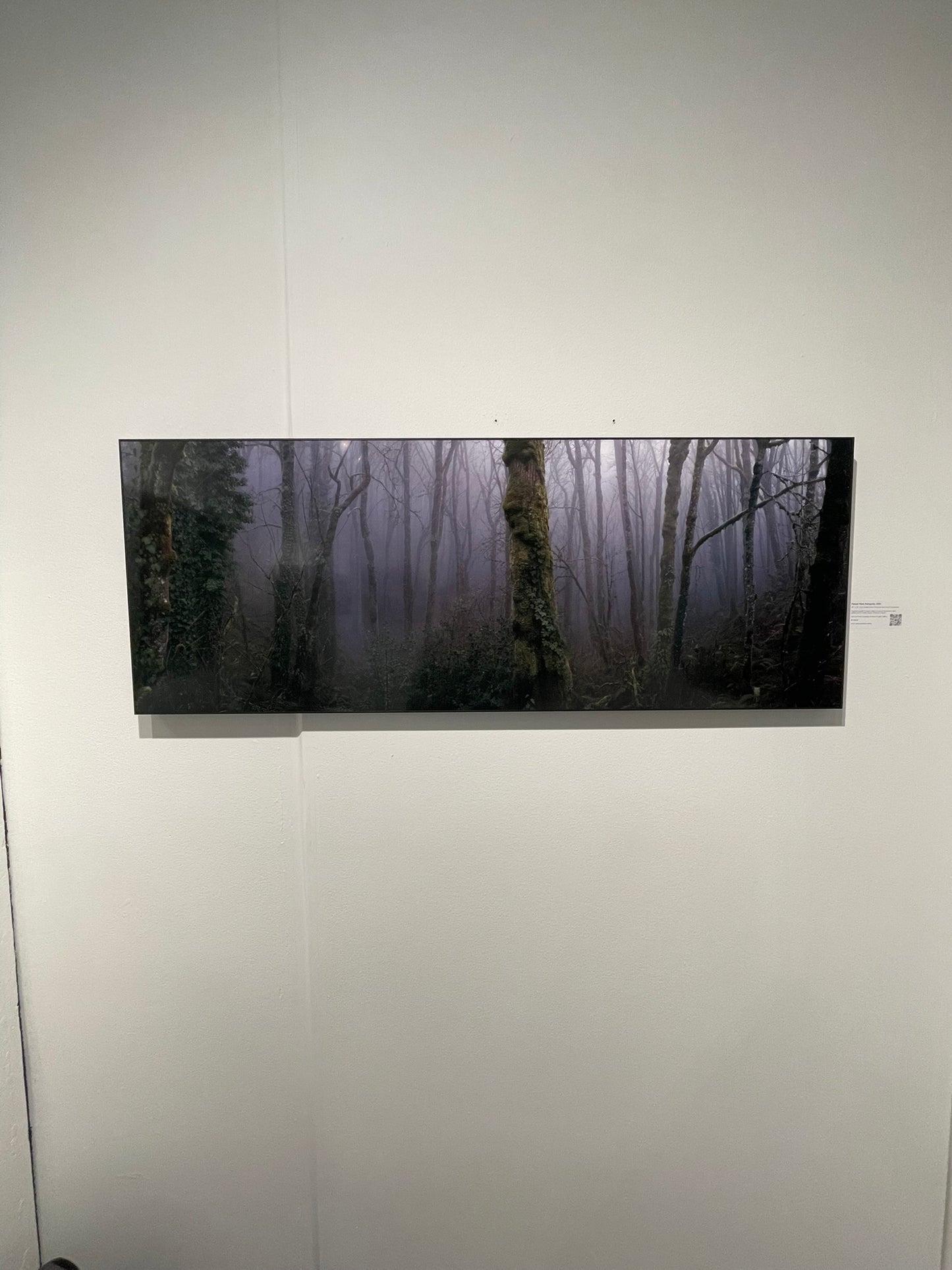 "Forest Park Ferngully" - Limited Edition ChromaLuxe® Metal Wall Art