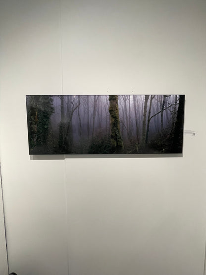 "Forest Park Ferngully" - Limited Edition ChromaLuxe® Metal Wall Art