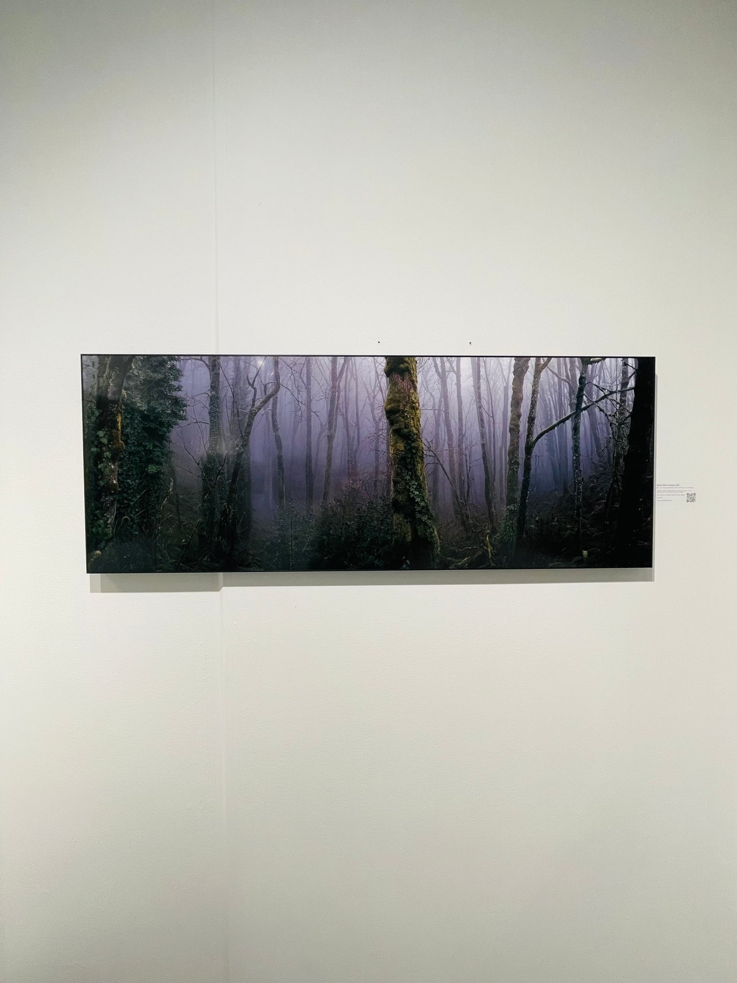 "Forest Park Ferngully" - Limited Edition ChromaLuxe® Metal Wall Art 48" x 19"