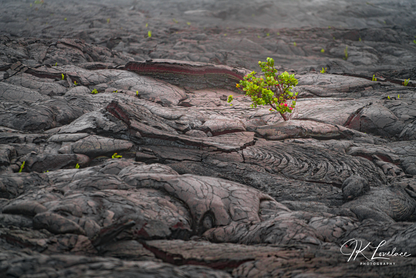 "Life in Lava"