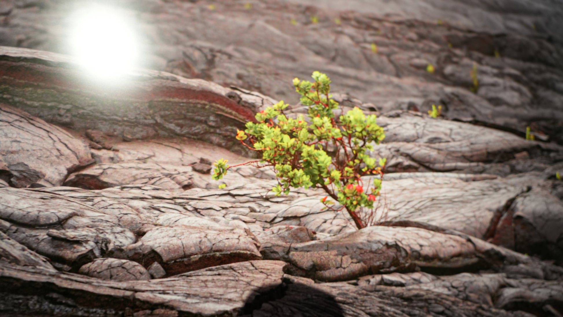 Small plant growing on a rocky surface with a bright light source