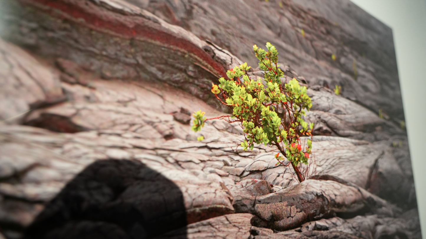 Small green plant growing on a rocky surface