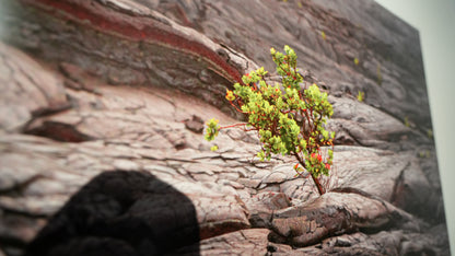 Small green plant growing on a rocky surface