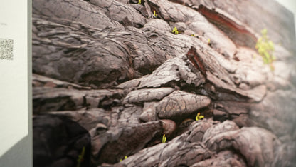 Close-up of textured stone surface with small plants growing.