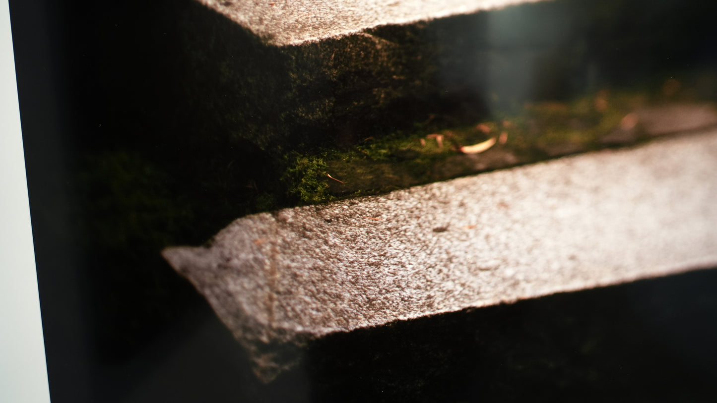 Close-up of a stone surface with moss growth
