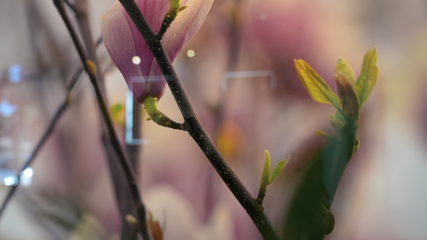 Close-up of a branch with pink flowers and green leaves against a blurred background