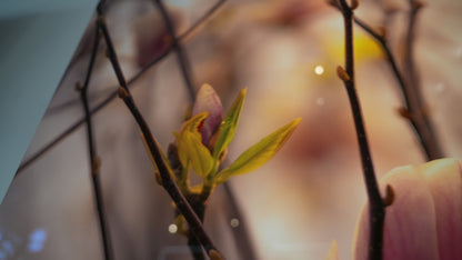Close-up of a branch with buds against a blurred background