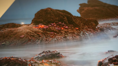 "Seaing Stars" - Limited Edition ChromaLuxe® Metal Wall Art 30" x 16.9"