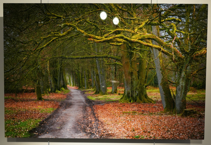 "To Grandmother's House" - Limited Edition ChromaLuxe® Metal Wall Art 24" x 16"