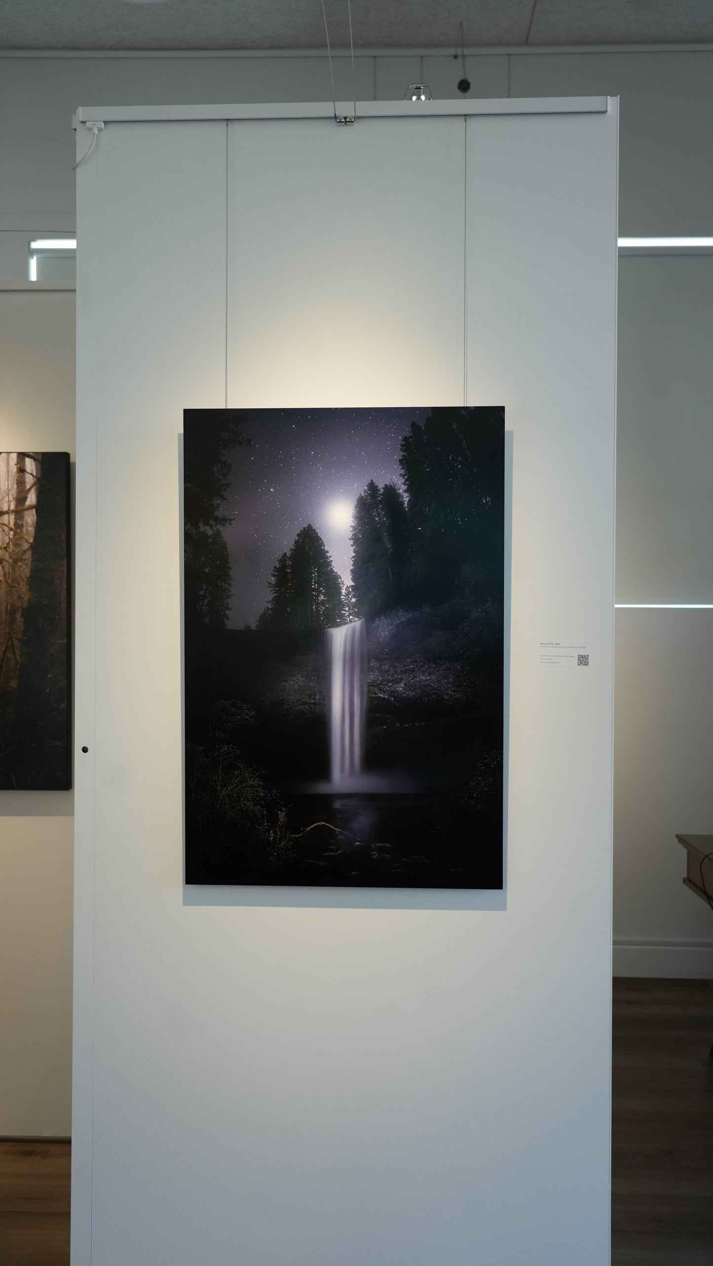 "Venus in Firs" - Limited Edition ChromaLuxe® Metal Wall Art 24" x 36"