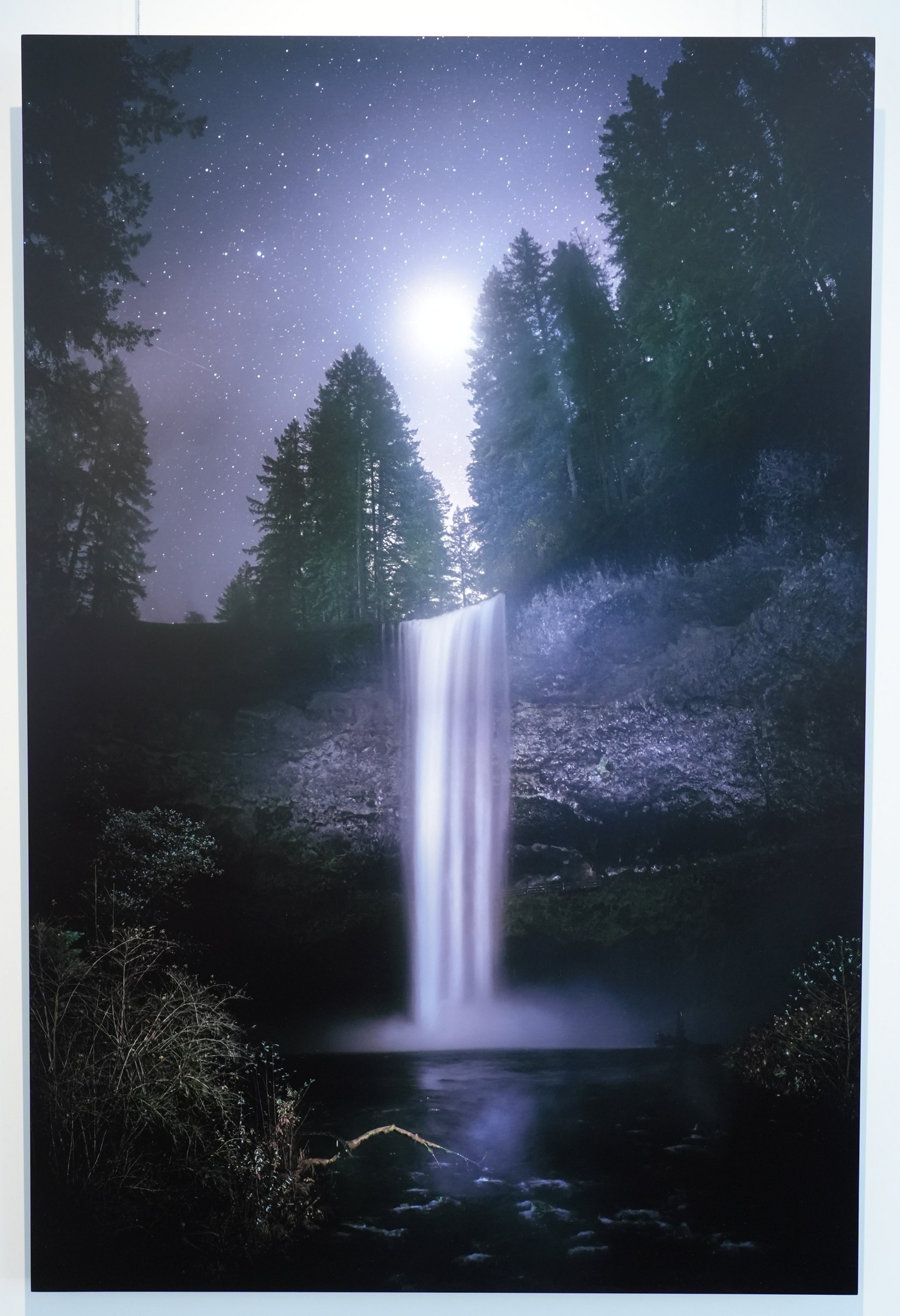 "Venus in Firs" - Limited Edition ChromaLuxe® Metal Wall Art 24" x 36"