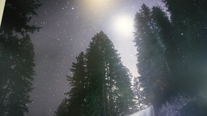 "Venus in Firs" - Limited Edition ChromaLuxe® Metal Wall Art 24" x 36"